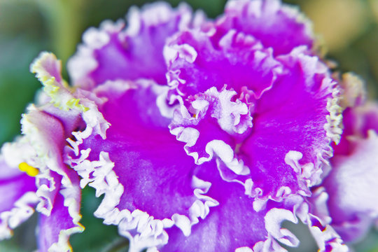 Fototapeta One big terry purple violet