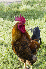 Brown Rooster in green grass, village