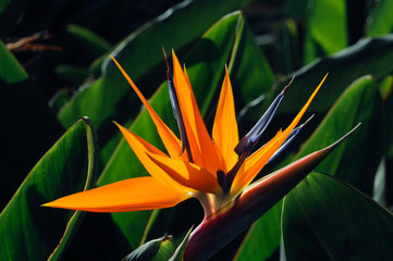 Bl&uuml;hende Strelitzie