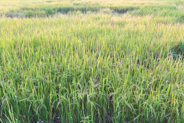 Scene rice paddies, rice field in summer march, Thailand