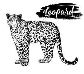 Hand drawn sketch style leopard isolated on white background. Vector illustration.