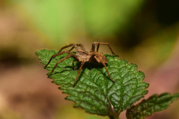 Macro side view of a brown caucasian Solpuga spider sitting on a nettle leaf