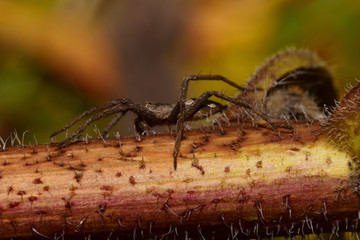 Macro side view of a brown spider Solpuga Caucasian lurking on a brown stem nettle