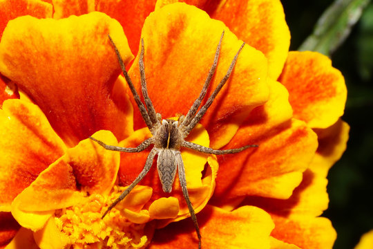 Macro top view of Caucasian beige furry spider solpuga in inflorescence orange tagetis