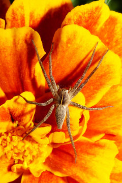 Macro top view of Caucasian beige furry spider solpuga sitting in the inflorescence of yellow-orange tagetis