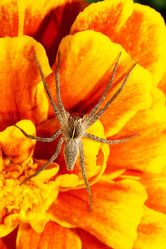Macro top view of caucasian fluffy spider solpuga with limbs in flower yellow-orange tagetis