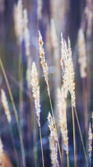 Золотистые колосья