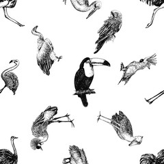 Seamless pattern of hand drawn sketch style exotic birds isolated on white background. Vector illustration.