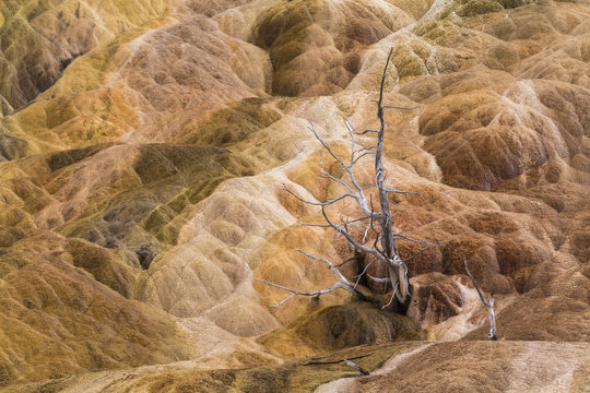 View of mammoth hot springs tree
