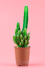Green cactus in a flower pot minimal stillife style against pastel pink background.