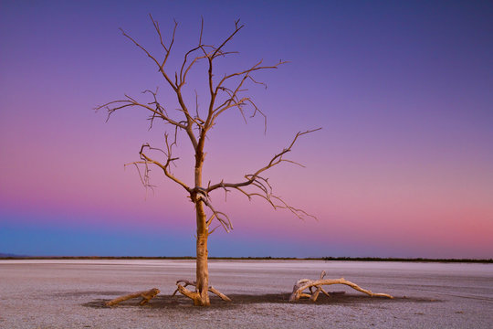 Dead tree at Salton Sea