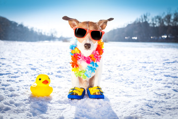 freezing icy dog in snow