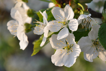 Obraz premium Apricots flowers Spring