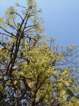 &Aacute;rbol de aguacate floreando / Avocado tree with flowers