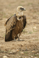 Griffon Vulture (Gyps fulvus), Castilla Leon, Spain.