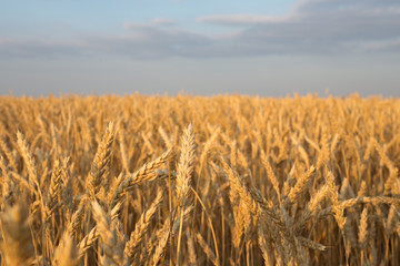 Golden wheat flied at sunset