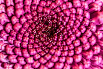Close-up of purple chrysanthemum flower