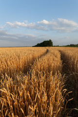 Golden wheat flied at sunset