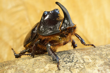 Walking rhinoceros beetle closeup