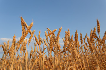 Golden wheat flied before harvesting © sveten