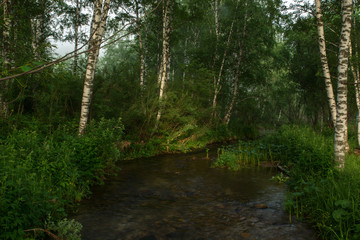 Small mountain meandering stream flows through thickets among birches. Mountain river with stony bottom.