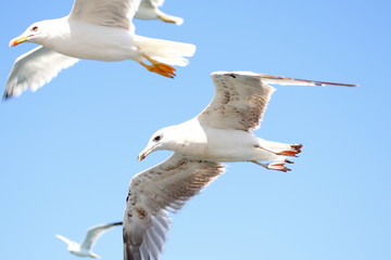 Möwen beim Überflug
