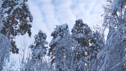 Сборище деревьев © violet_raccoon