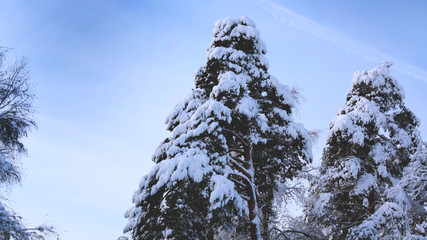 Стремление к небу