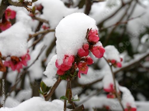 Fleur Rose Dun Cognassier Du Japon Sous La Neige De
