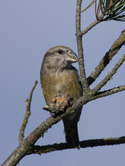 Parrot  crossbill (Loxia pytyopsittacus)