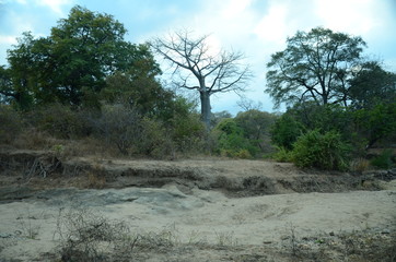 Fototapeta na wymiar The African landscape. Baobab. Zimbabwe