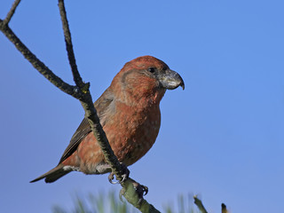 Parrot crossbill (Loxia pytyopsittacus)
