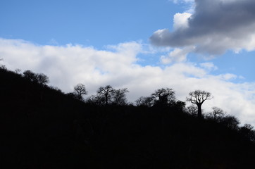 The African landscape. Baobab. Zimbabwe