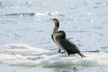  bird of Phalacrocorax auritus floating on an ice floe on a river.