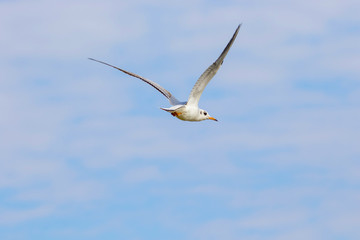 Fototapeta na wymiar bird gull flying in the sky