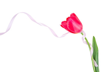 Tulip with ribbon on white background