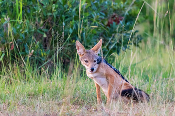Black-backed Jackal sit scouts