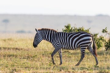 Fototapeta na wymiar Zebra walking on the savanna