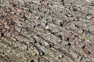 Tree.The bark of an old tree.Natural texture.Marmaris.Turkey 