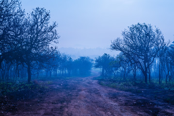 Road through a blue forest with fog and cold light