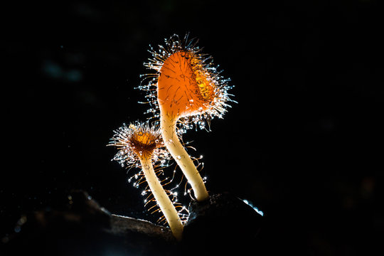 Orange mushroom ,Champagne mushroom or eyelash cup mushroom with sparkling droplets  in the forest