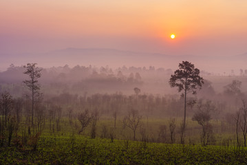 Beautiful forest landscape of foggy sunrise in Thung salaeng Luang National Park (Nong Mae na)