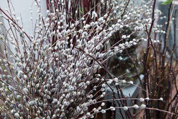 Pussy willow branches. Willow twigs in early spring. Spring decor Easter decor
