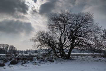 Baum im winterlichen Hochmoor