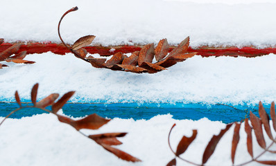 fallen leaves on fallen snow-covered trees, leaves of mountain ash in the snow Russian species