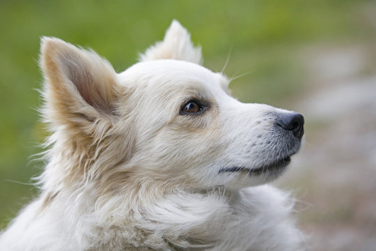 Hundeportrait - weißer Spitz  auf grüner Wiese