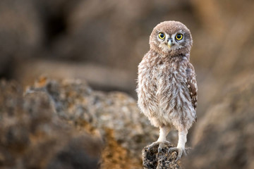 The little owl (Athene noctua) stands near his hole and looking at the camera