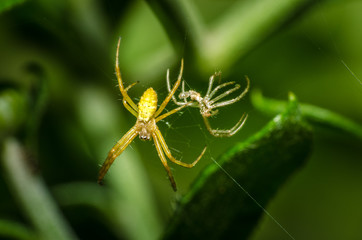 wonderful and fascinating macro world