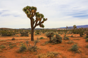 Joshua Tree National Park, California, United States.