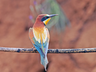 beautiful colorful birds the bee-eaters sitting on a tree branch